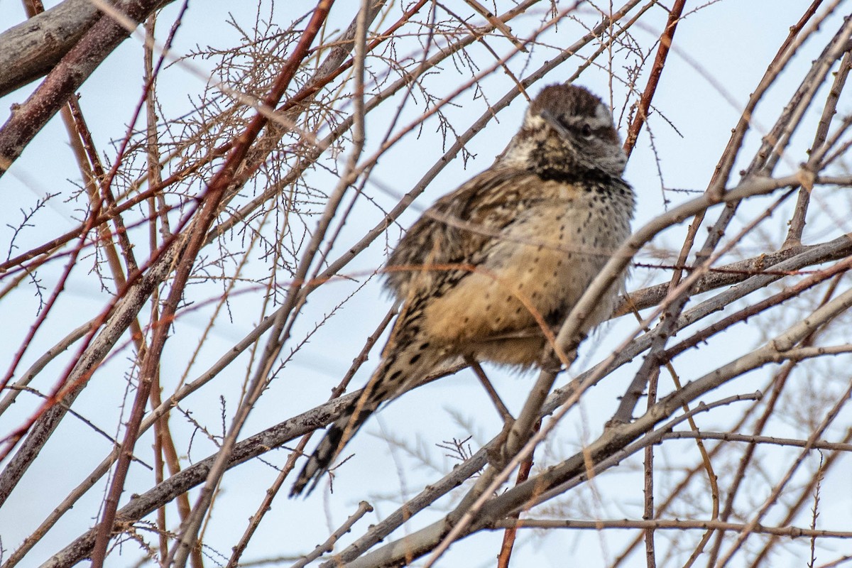 Cactus Wren - James McNamara