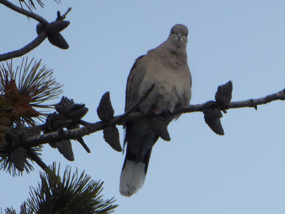 Eurasian Collared-Dove - T A