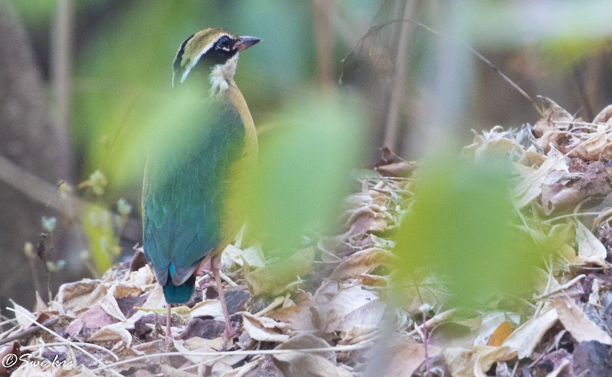 Indian Pitta - Swetha Krishna