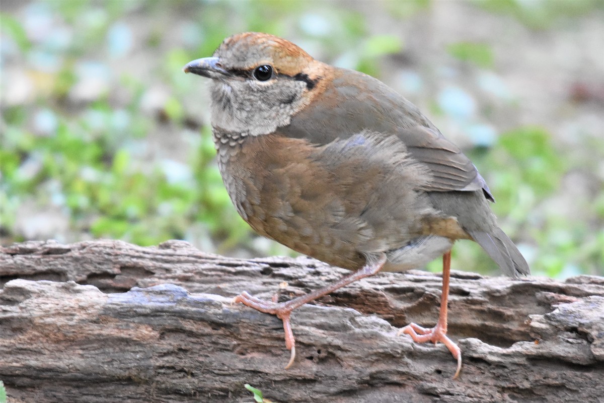 Rusty-naped Pitta - Steve Bale