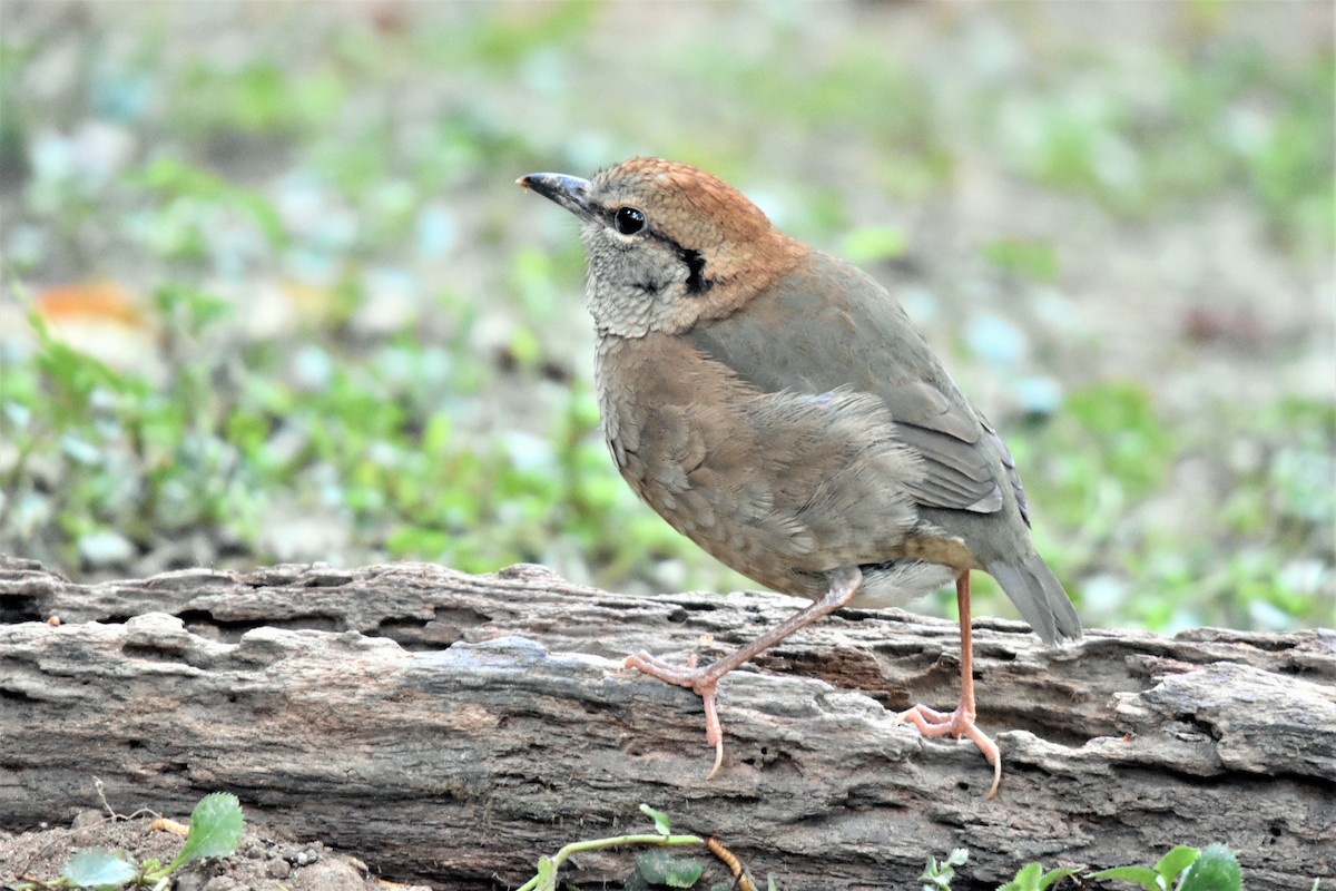 Rusty-naped Pitta - Steve Bale