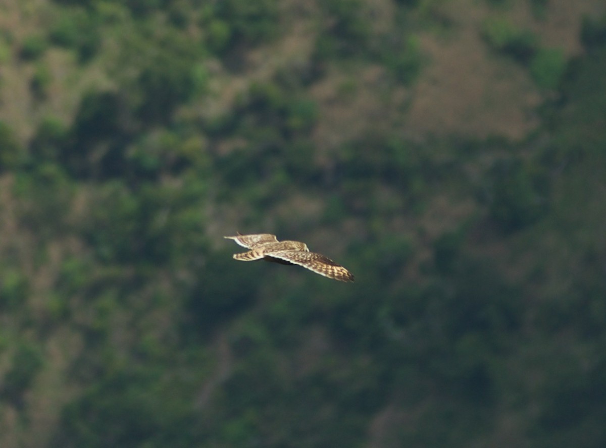 Short-eared Owl (Hawaiian) - ML136573211