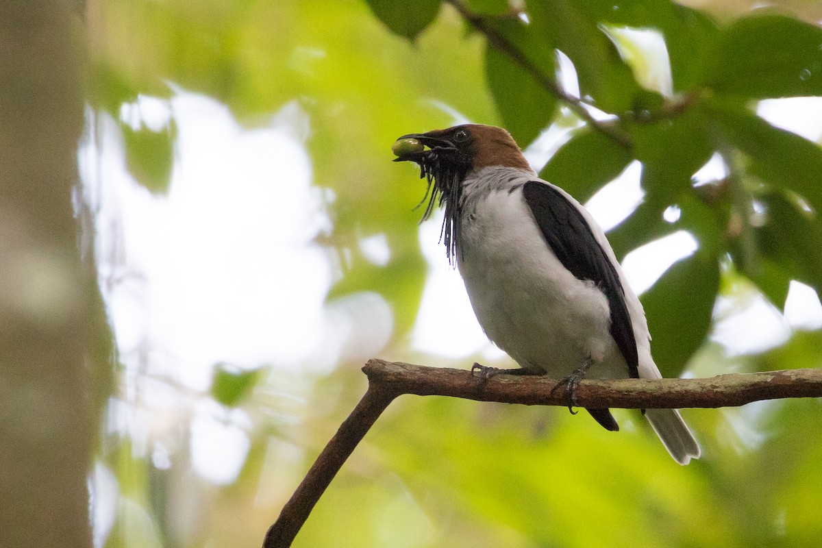 Bearded Bellbird - Doug Gochfeld