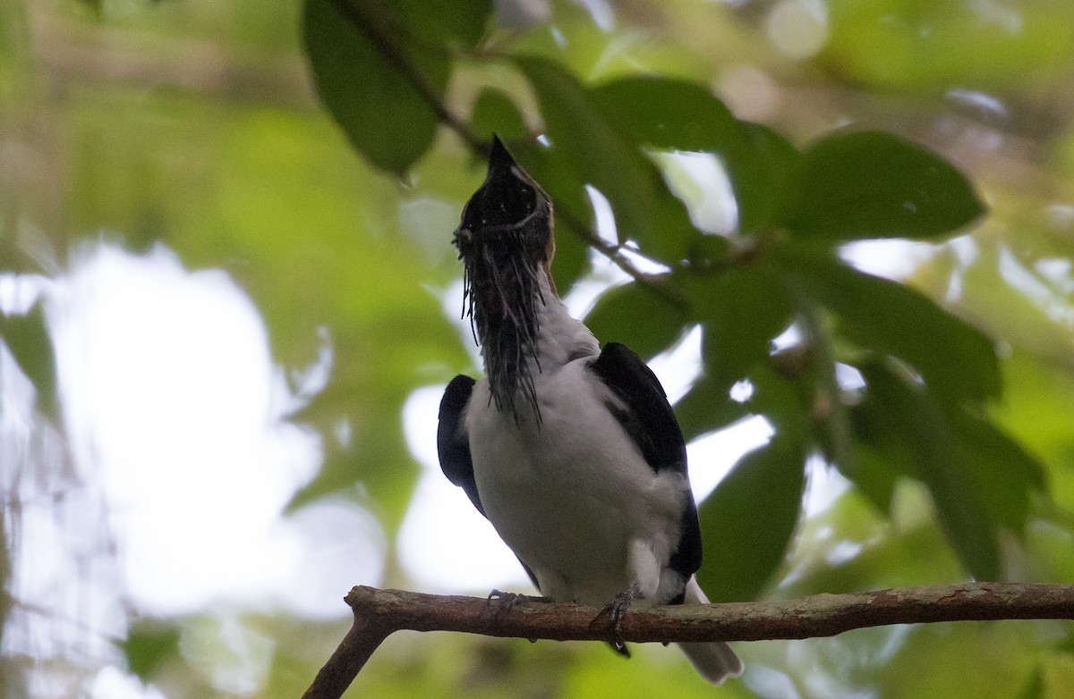 Bearded Bellbird - ML136575311