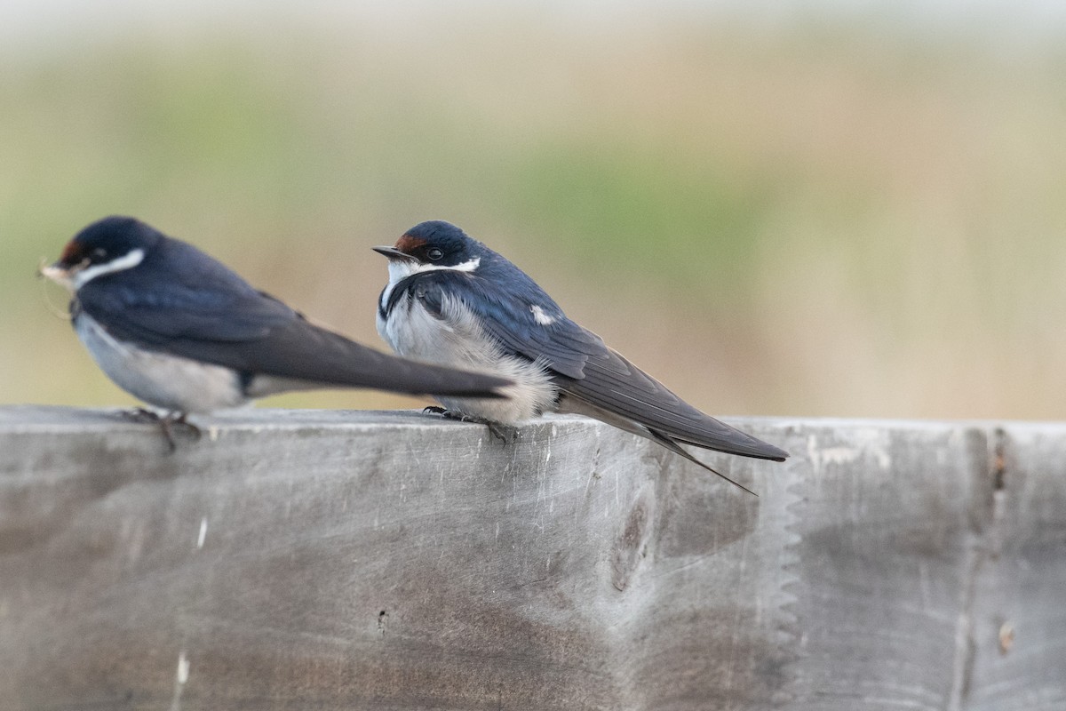 White-throated Swallow - Raphaël Nussbaumer