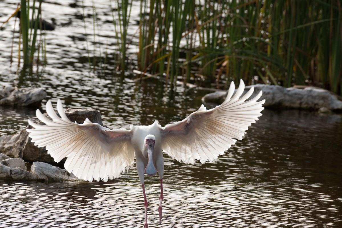 African Spoonbill - ML136577241