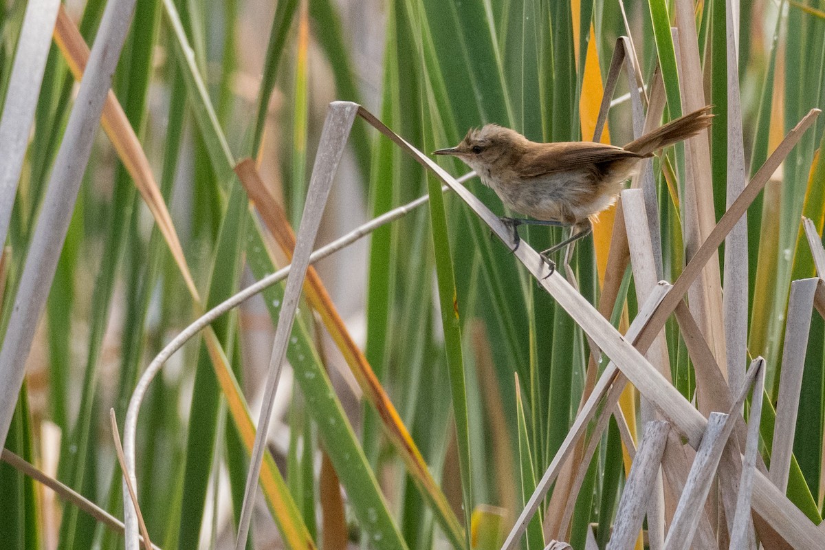 Lesser Swamp Warbler - ML136577601