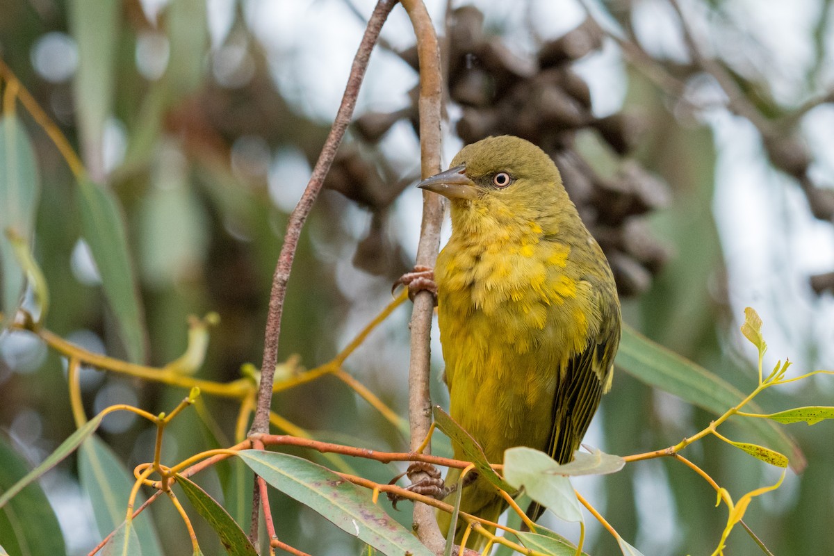 Cape Weaver - ML136577701