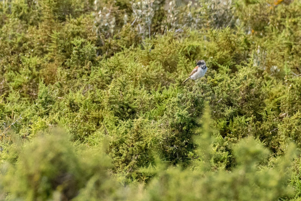 Cape Sparrow - ML136577791