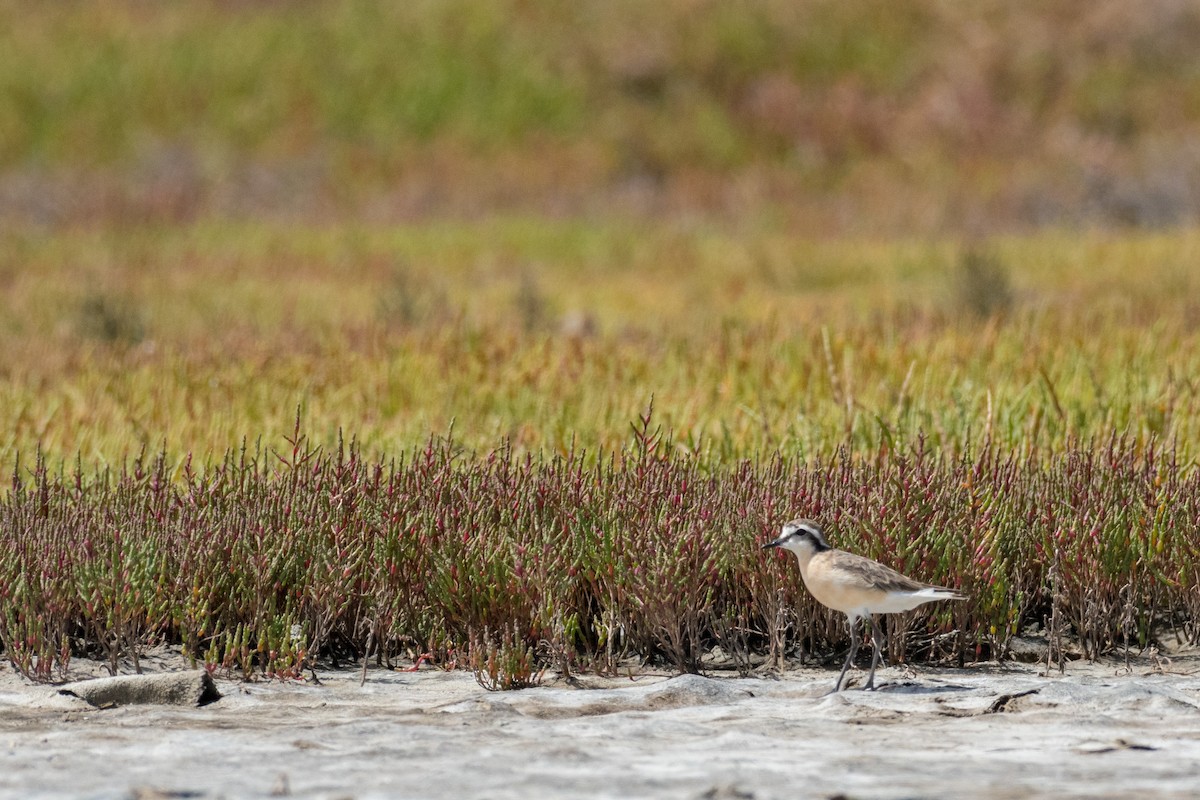 Kittlitz's Plover - ML136577871