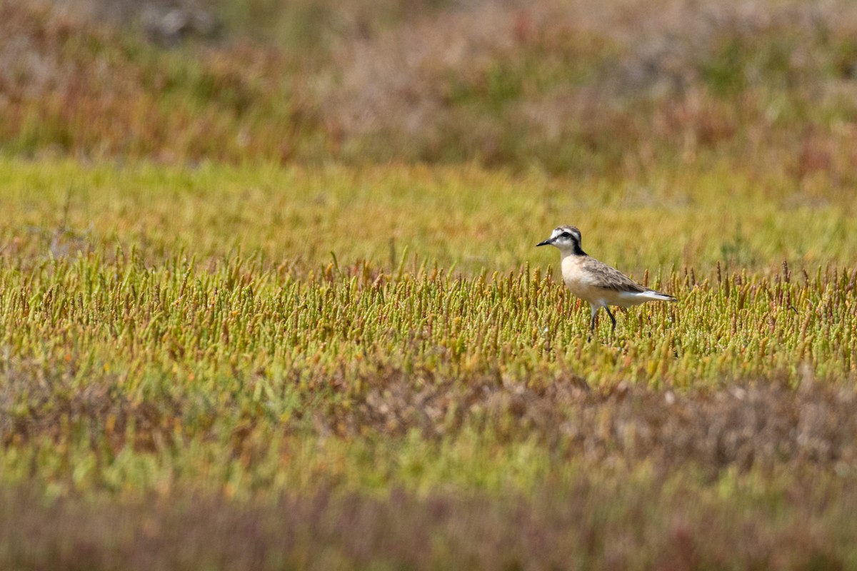 Kittlitz's Plover - ML136577901