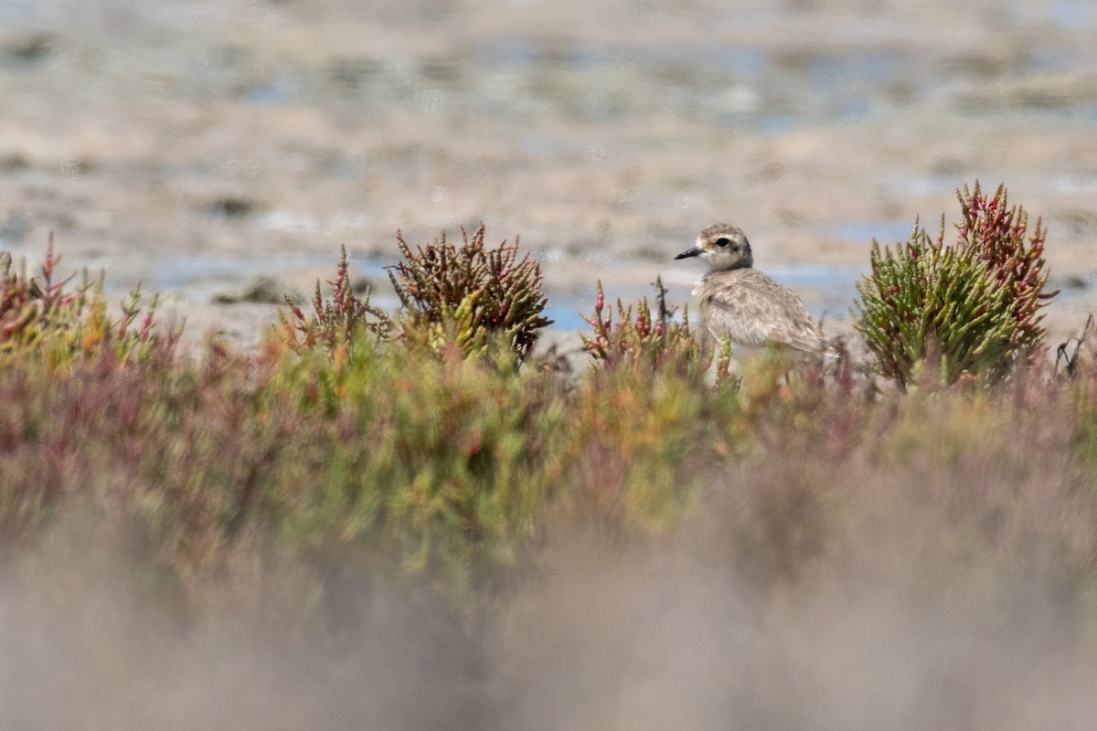 Kittlitz's Plover - Raphaël Nussbaumer