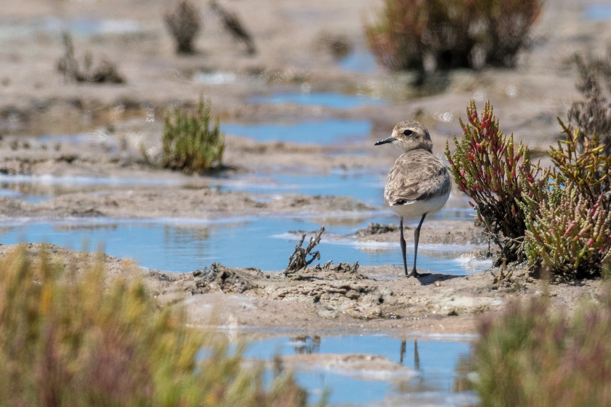 Kittlitz's Plover - ML136577921