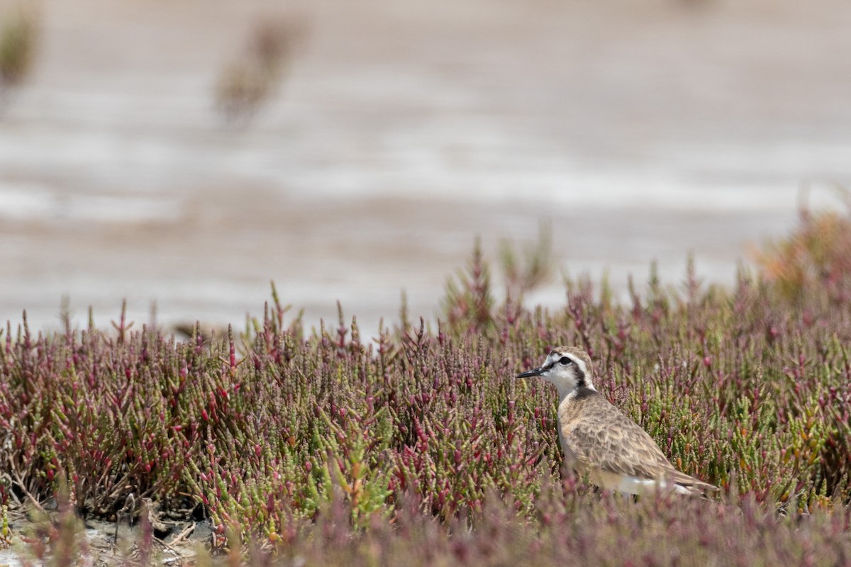 Kittlitz's Plover - Raphaël Nussbaumer