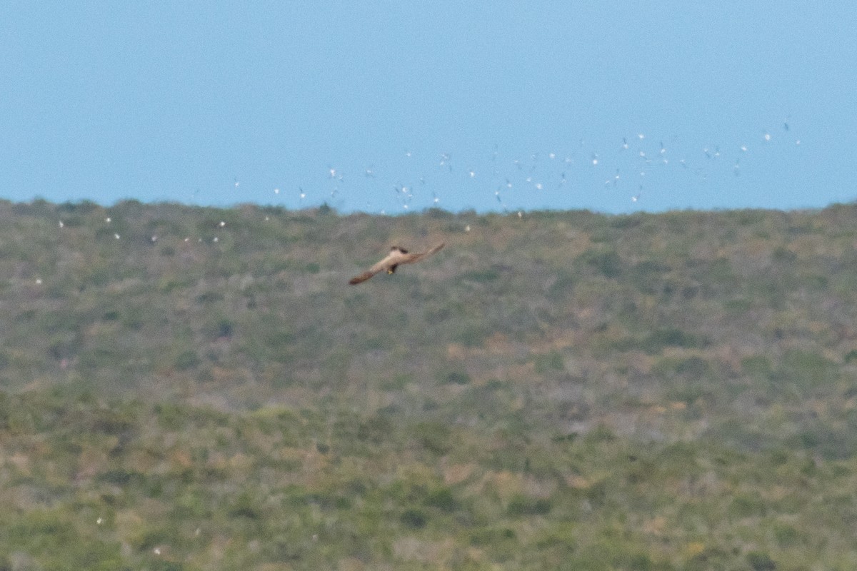 Halcón Peregrino - ML136577971