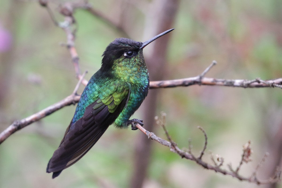 Fiery-throated Hummingbird - Cameron Eckert