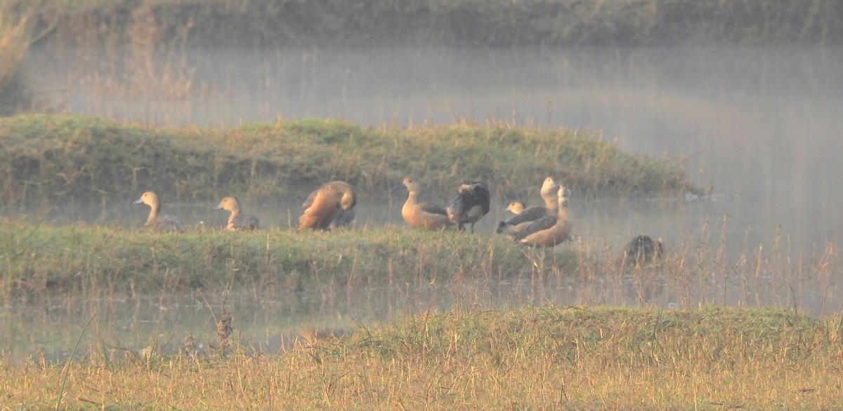 Lesser Whistling-Duck - ML136578861