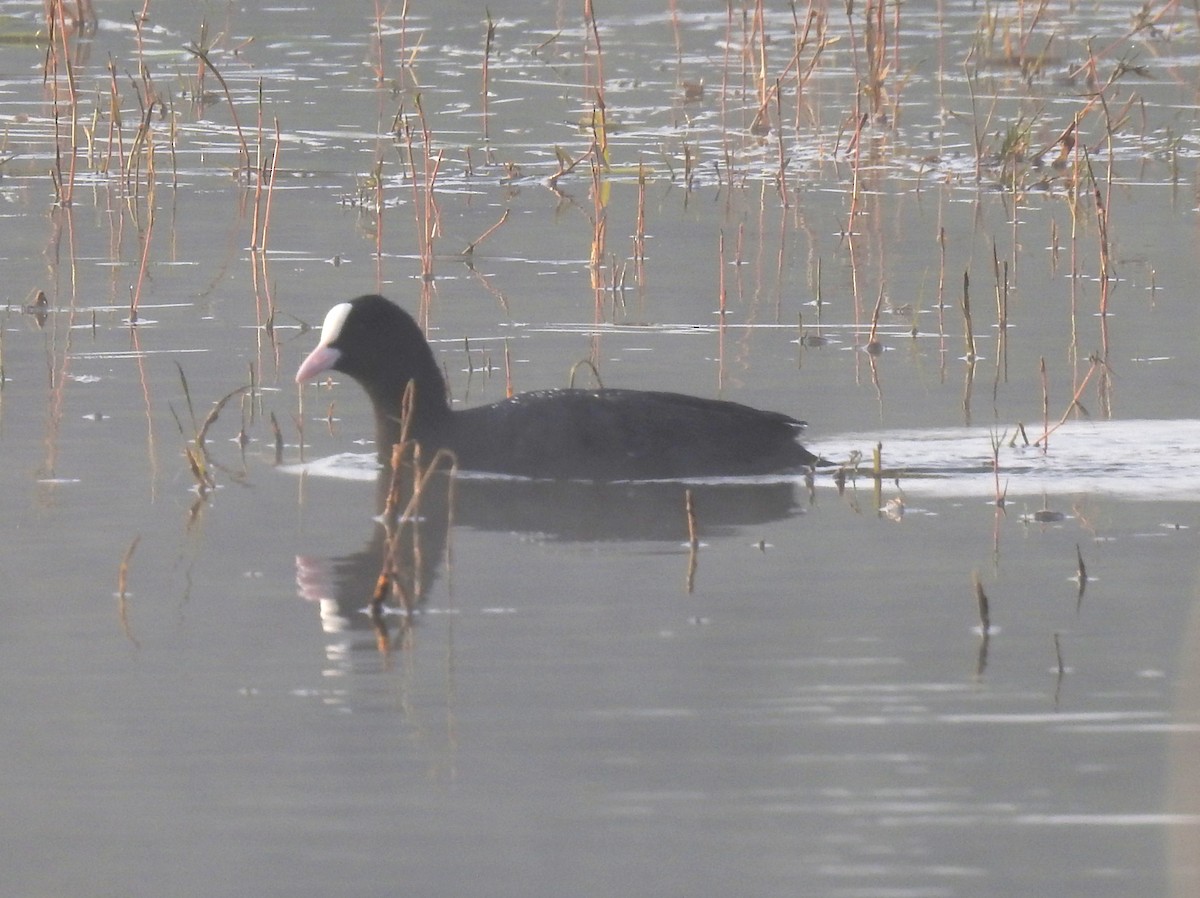 Eurasian Coot - ML136578951