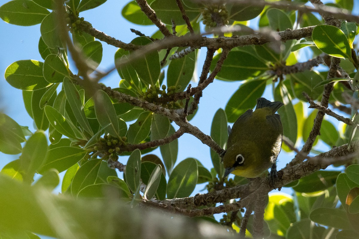 Cape White-eye - ML136579321