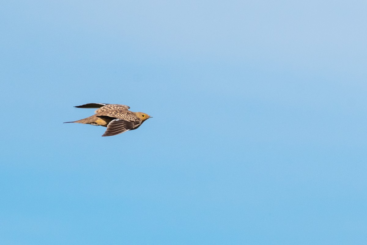 Namaqua Sandgrouse - ML136579431