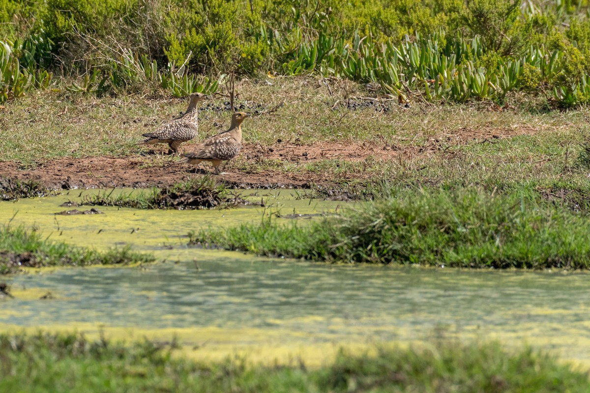 Namaqua Sandgrouse - ML136579481