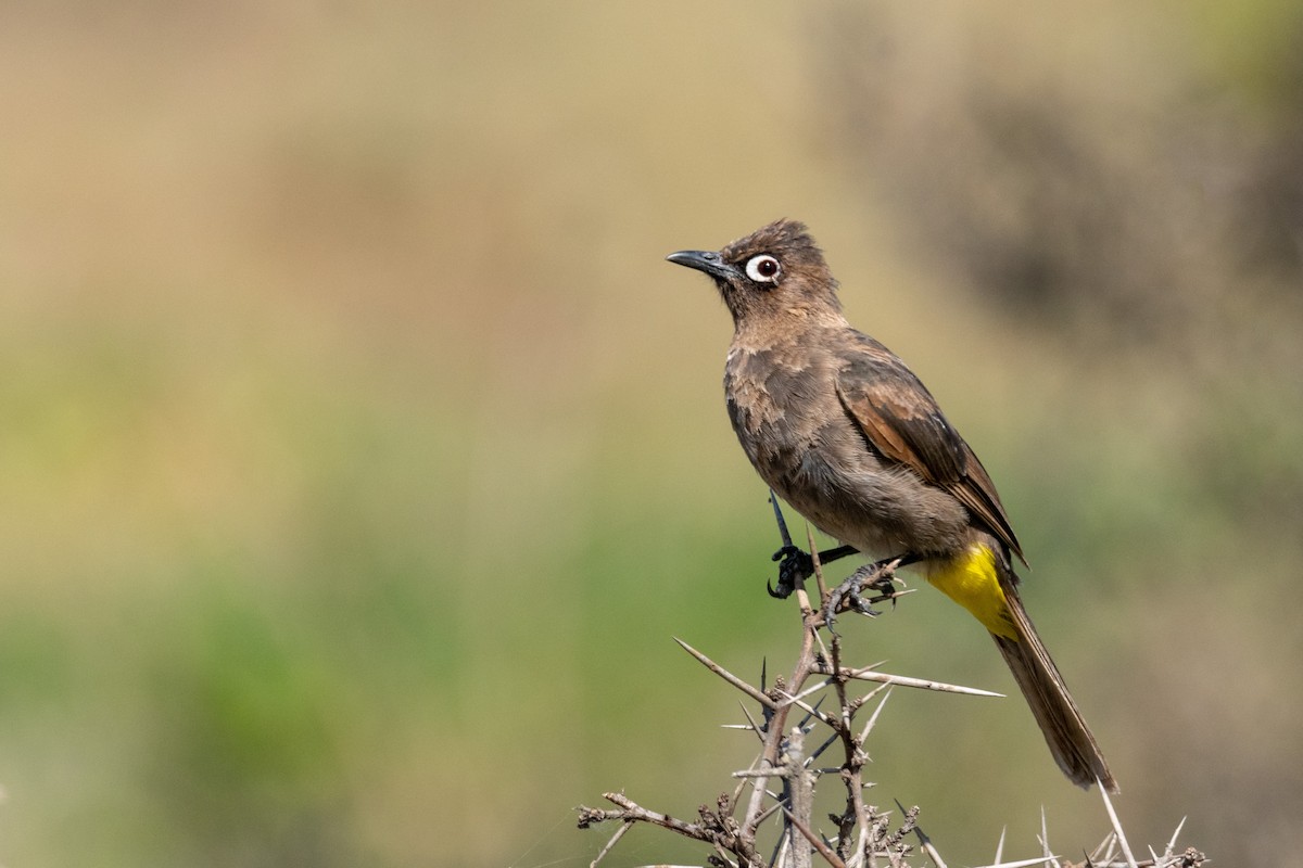 Cape Bulbul - ML136579561