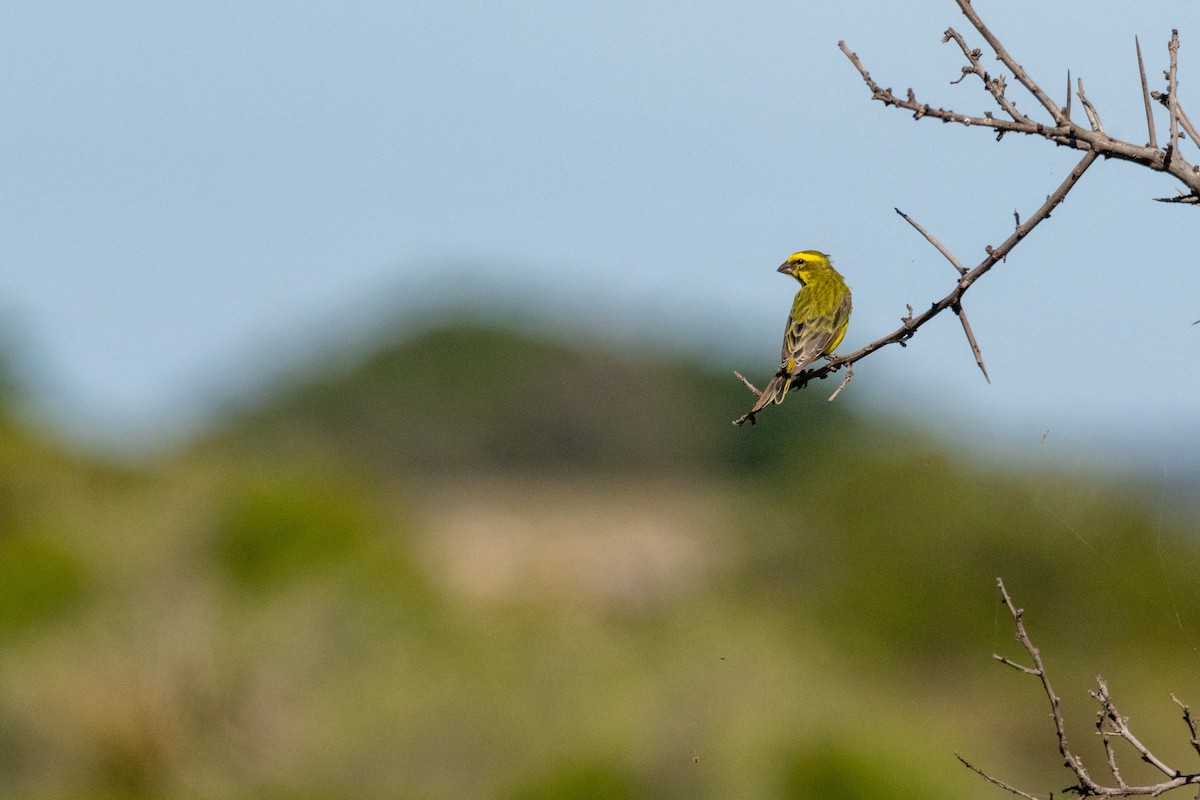 Serín Amarillo - ML136579591