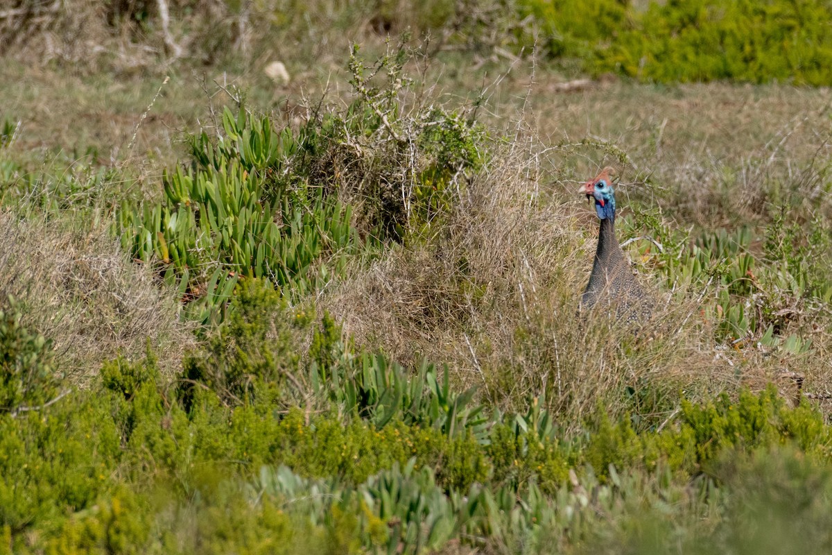 Helmeted Guineafowl - ML136579631