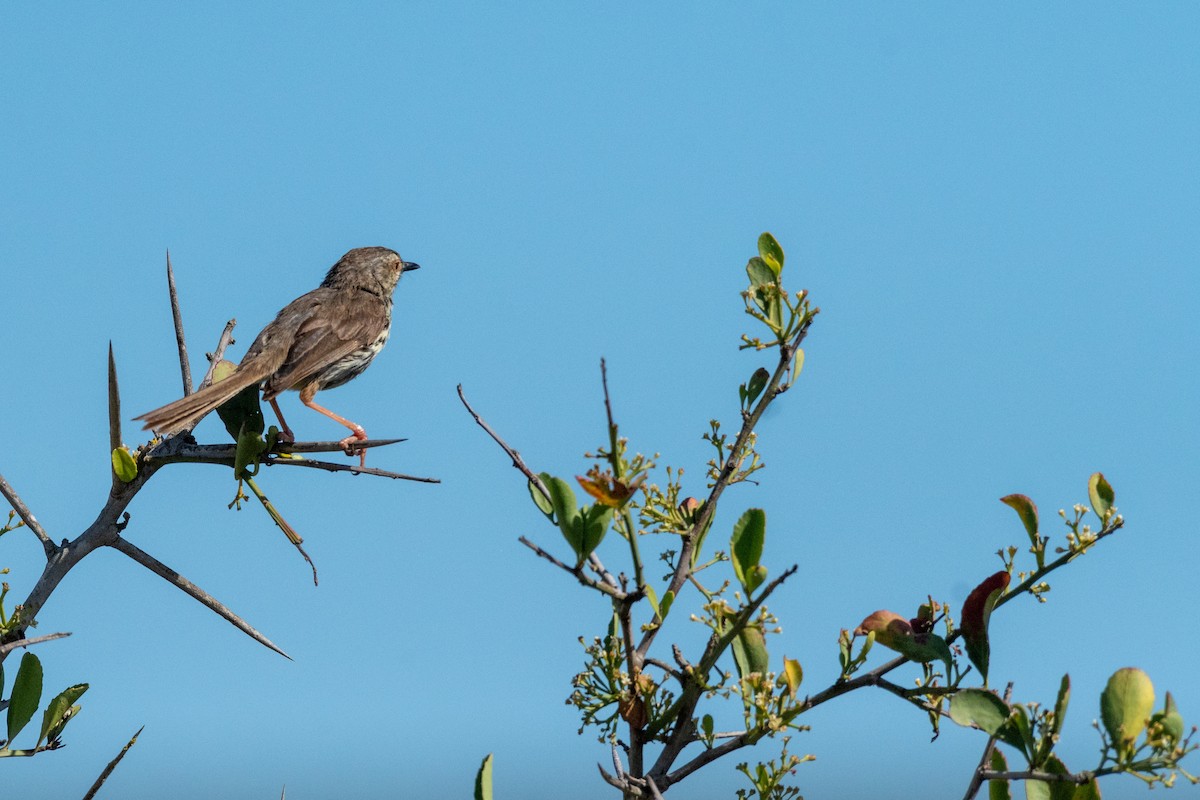 Prinia del Karoo - ML136579641