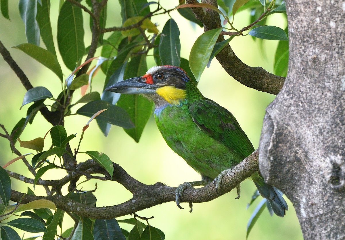 Gold-whiskered Barbet (Gold-whiskered) - ML136580781