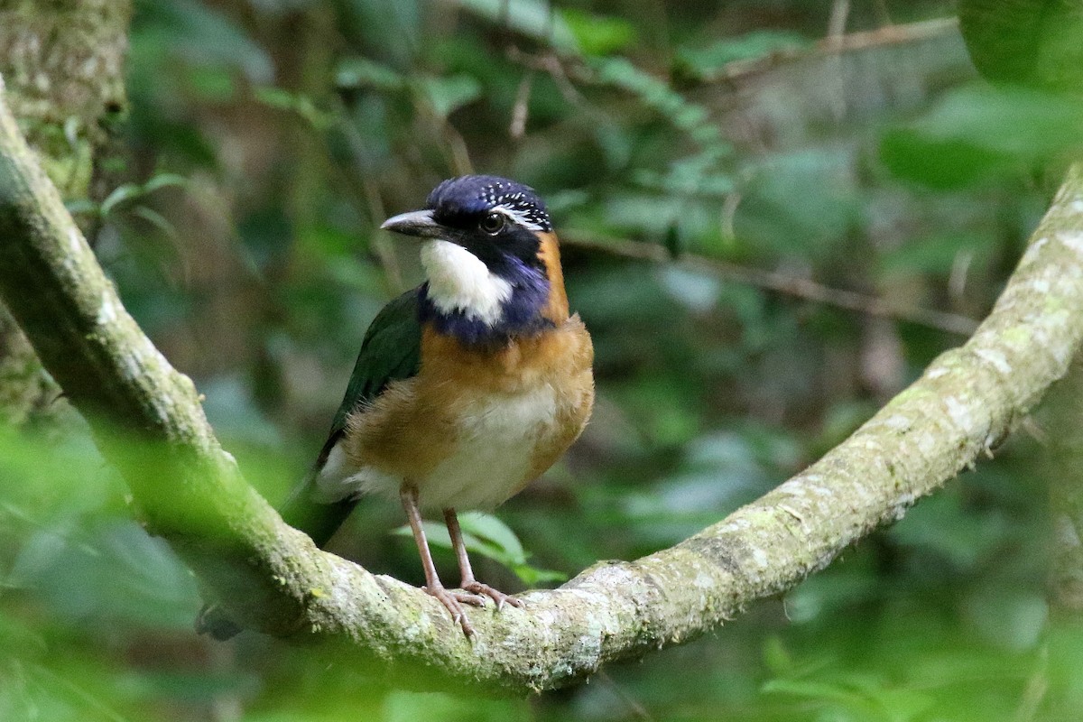 Pitta-like Ground-Roller - Stephen Gast