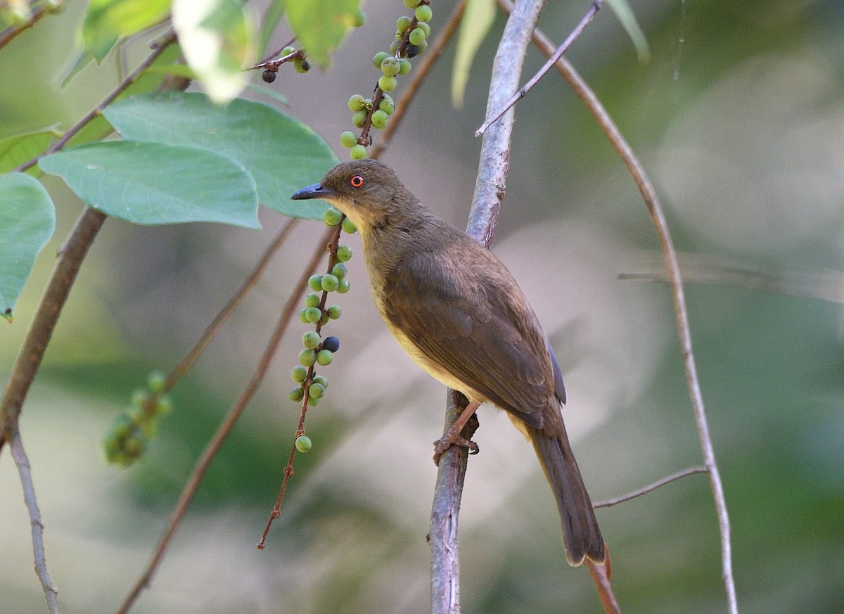 Red-eyed Bulbul - ML136580871