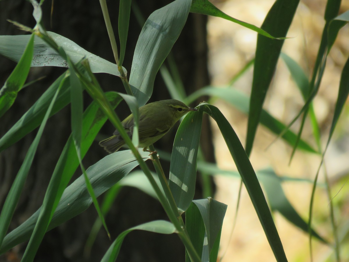 Mosquitero del Cáucaso - ML136580891