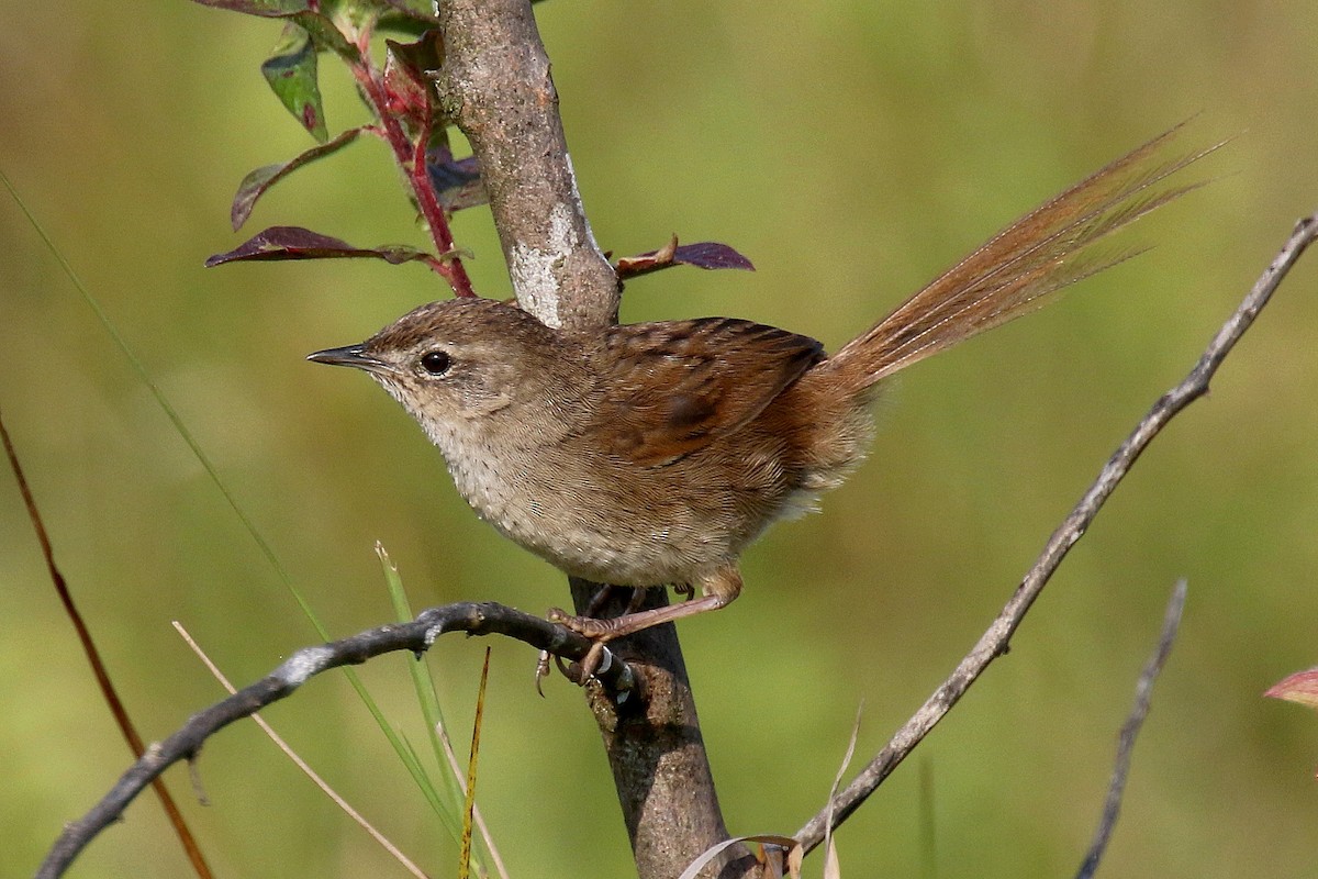 Madagaskarbuschsänger - ML136581011