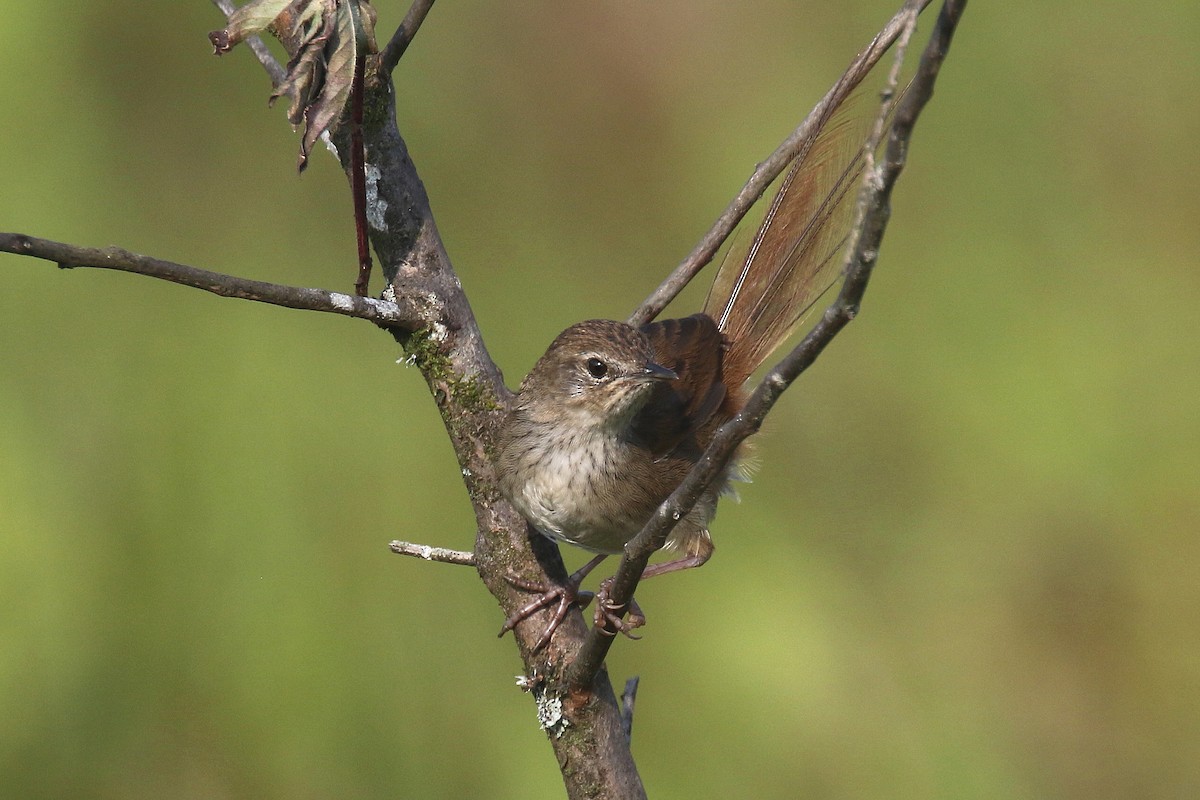 Gray Emutail - ML136581041