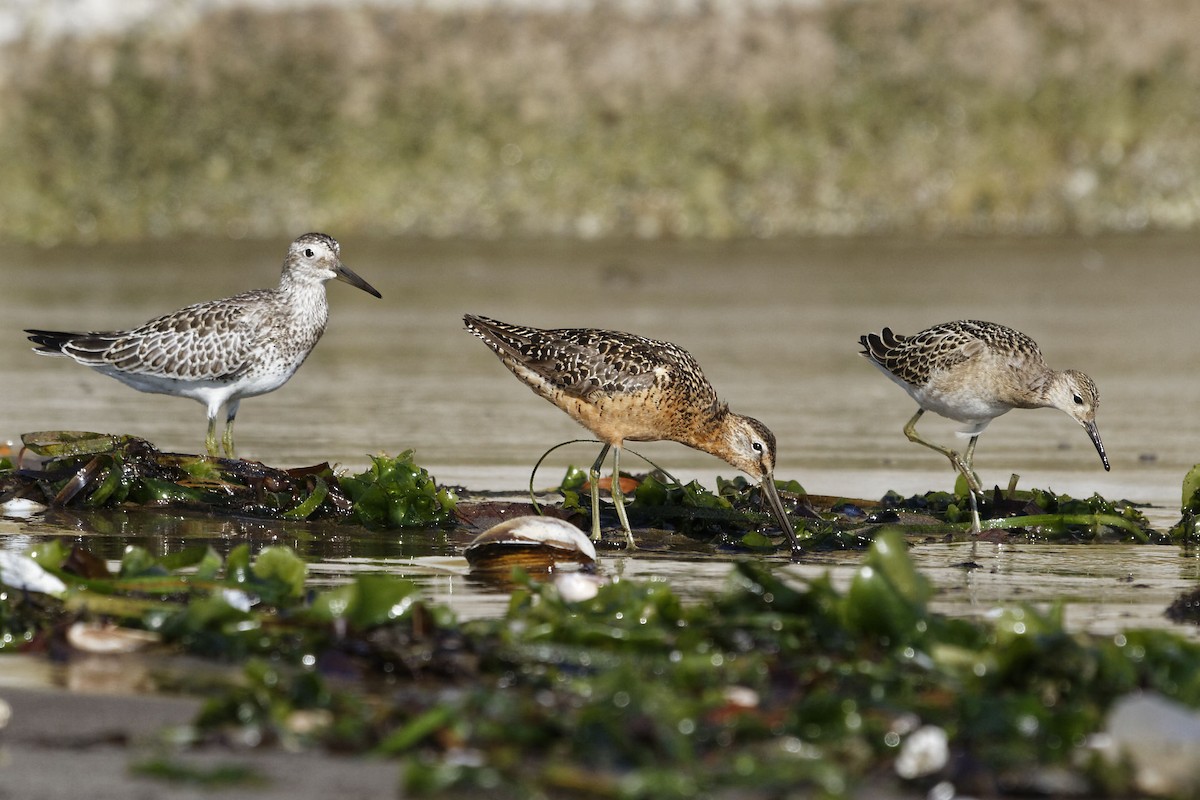 Long-billed Dowitcher - ML136582061