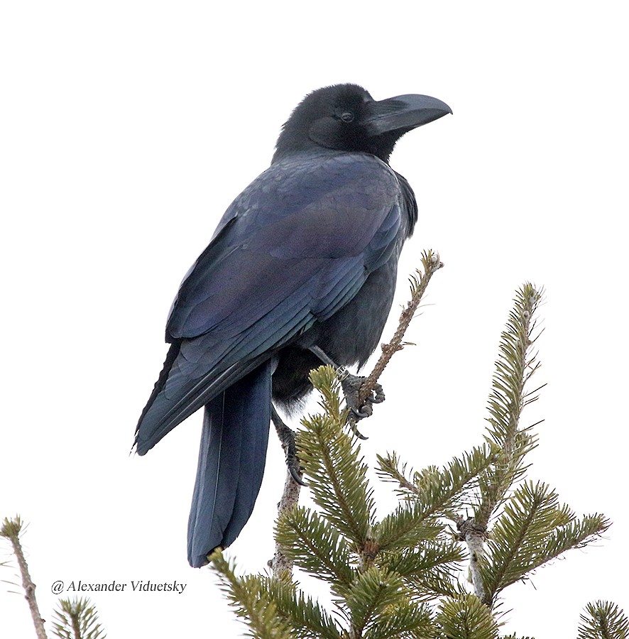 Large-billed Crow - ML136582091
