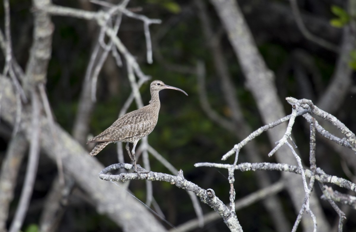 Whimbrel - ML136582961