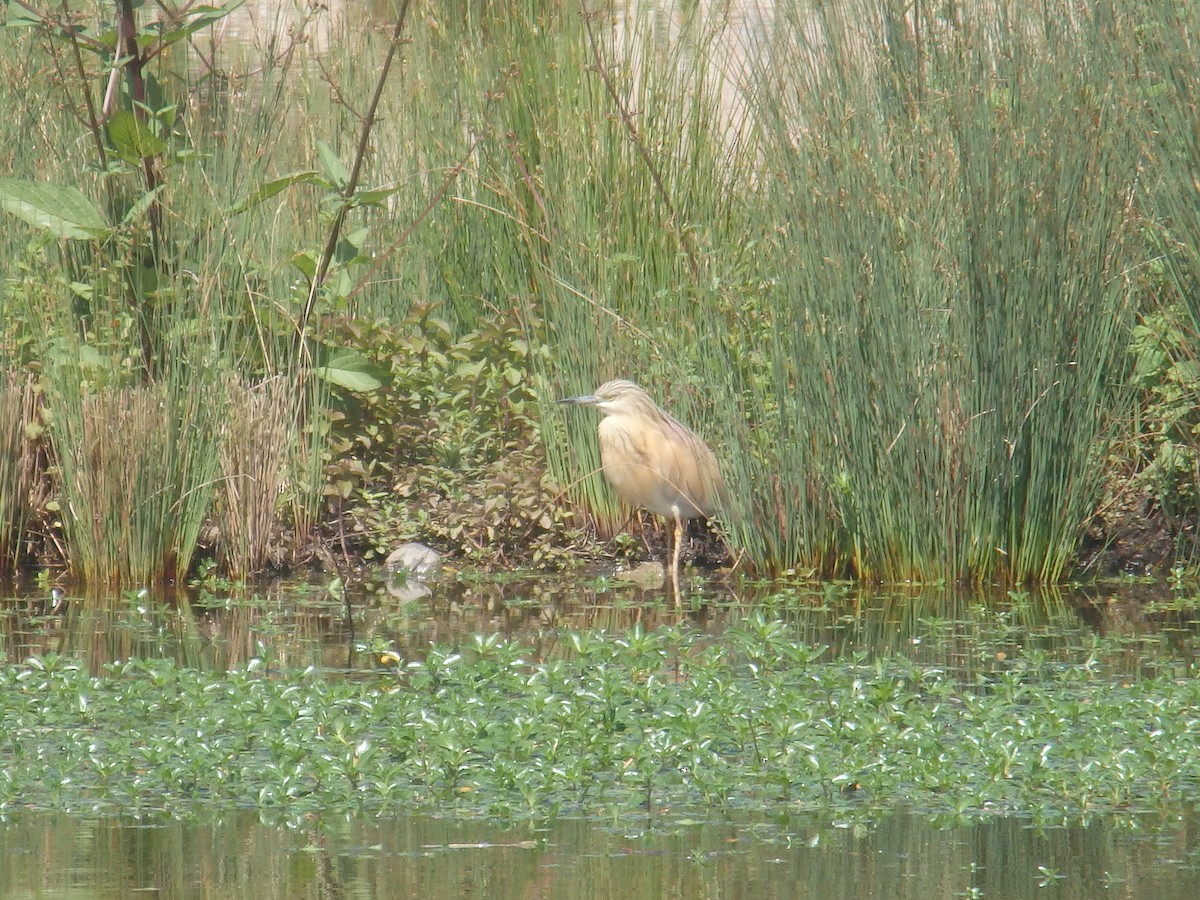 Squacco Heron - David Santamaría Urbano