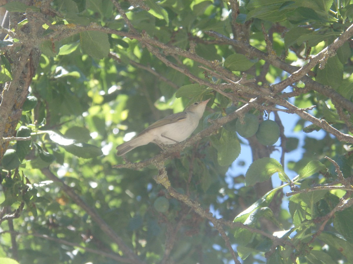 Western Bonelli's Warbler - ML136583921