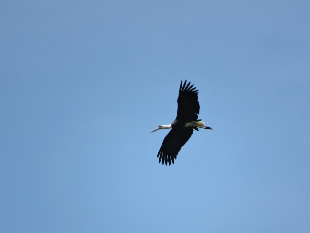 African Woolly-necked Stork - ML136584831