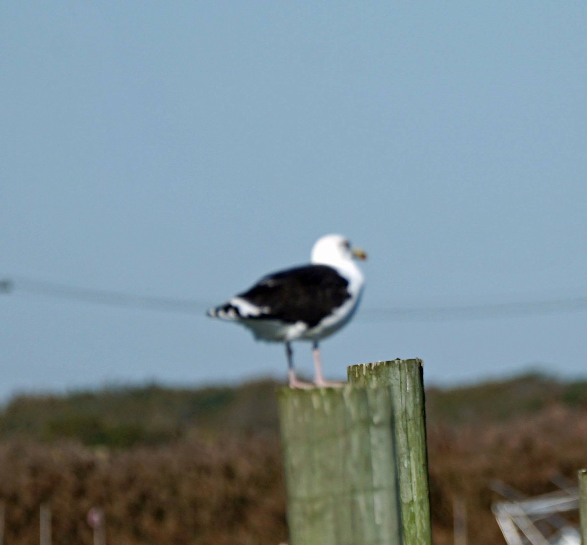 Great Black-backed Gull - ML136585181