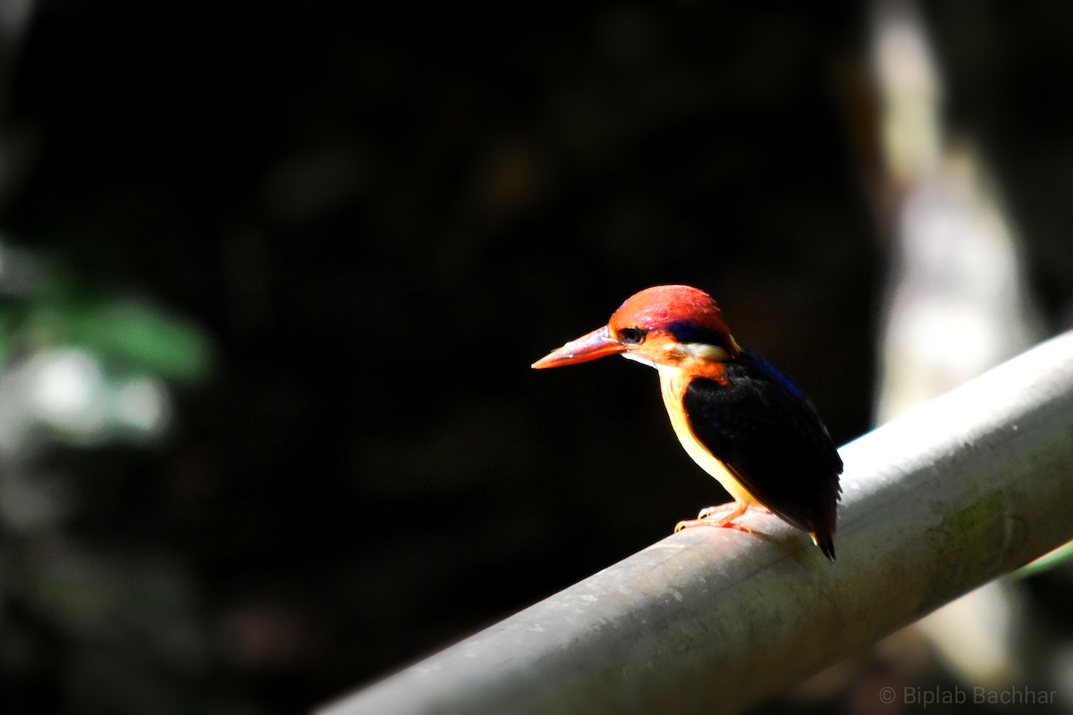 ミツユビカワセミ - ML136585391