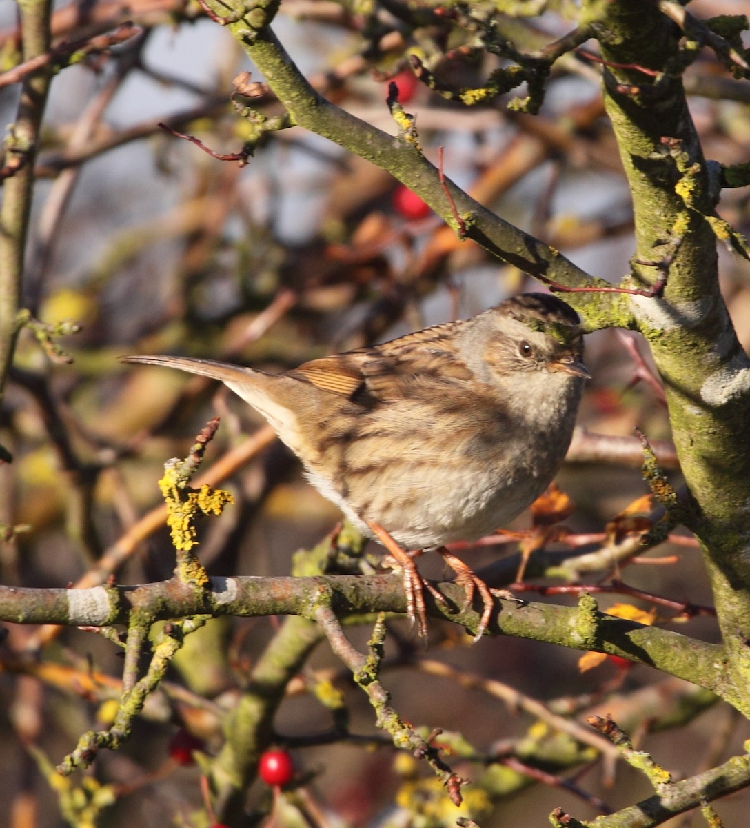 Dunnock - Andrew Steele