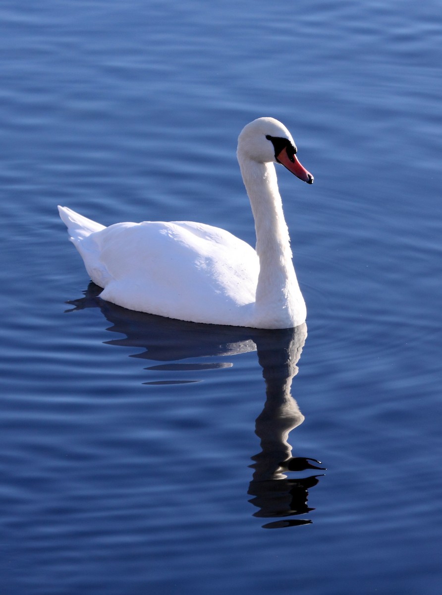 Mute Swan - Andrew Steele