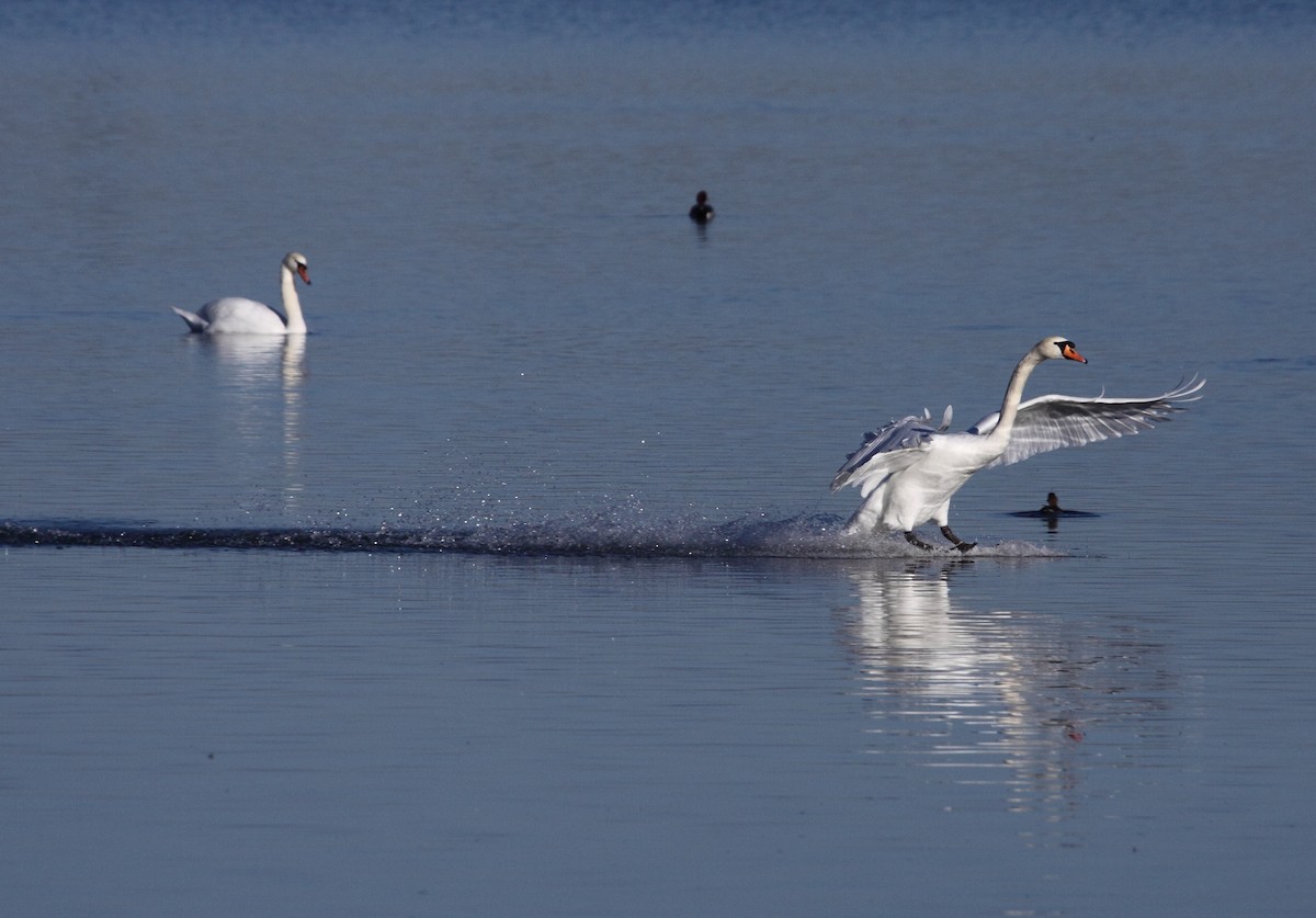 Cygne tuberculé - ML136585571