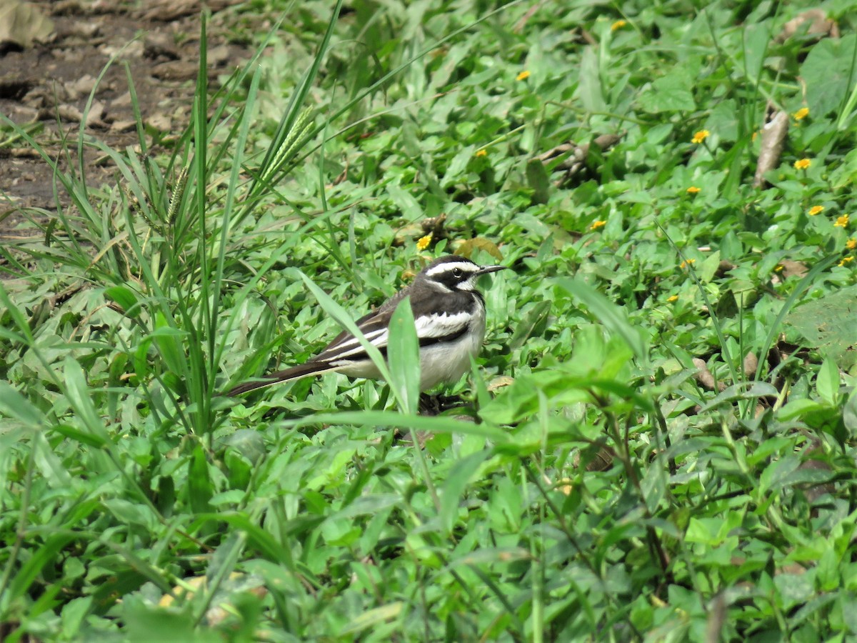 African Pied Wagtail - ML136586001