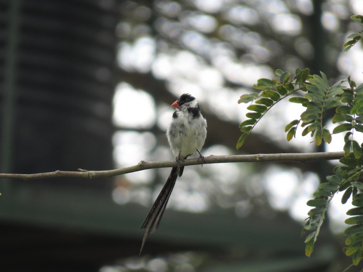 Pin-tailed Whydah - ML136586041