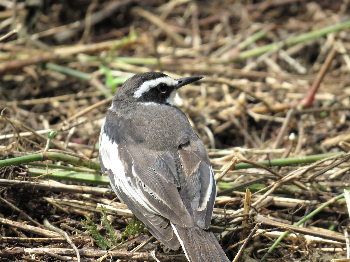 African Pied Wagtail - ML136586051