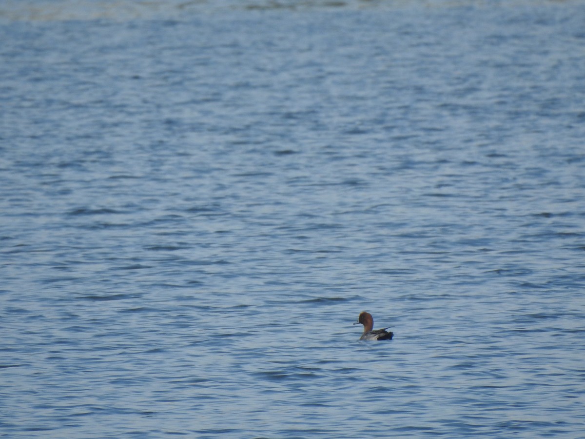 Eurasian Wigeon - ML136586521